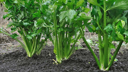 Celery Box