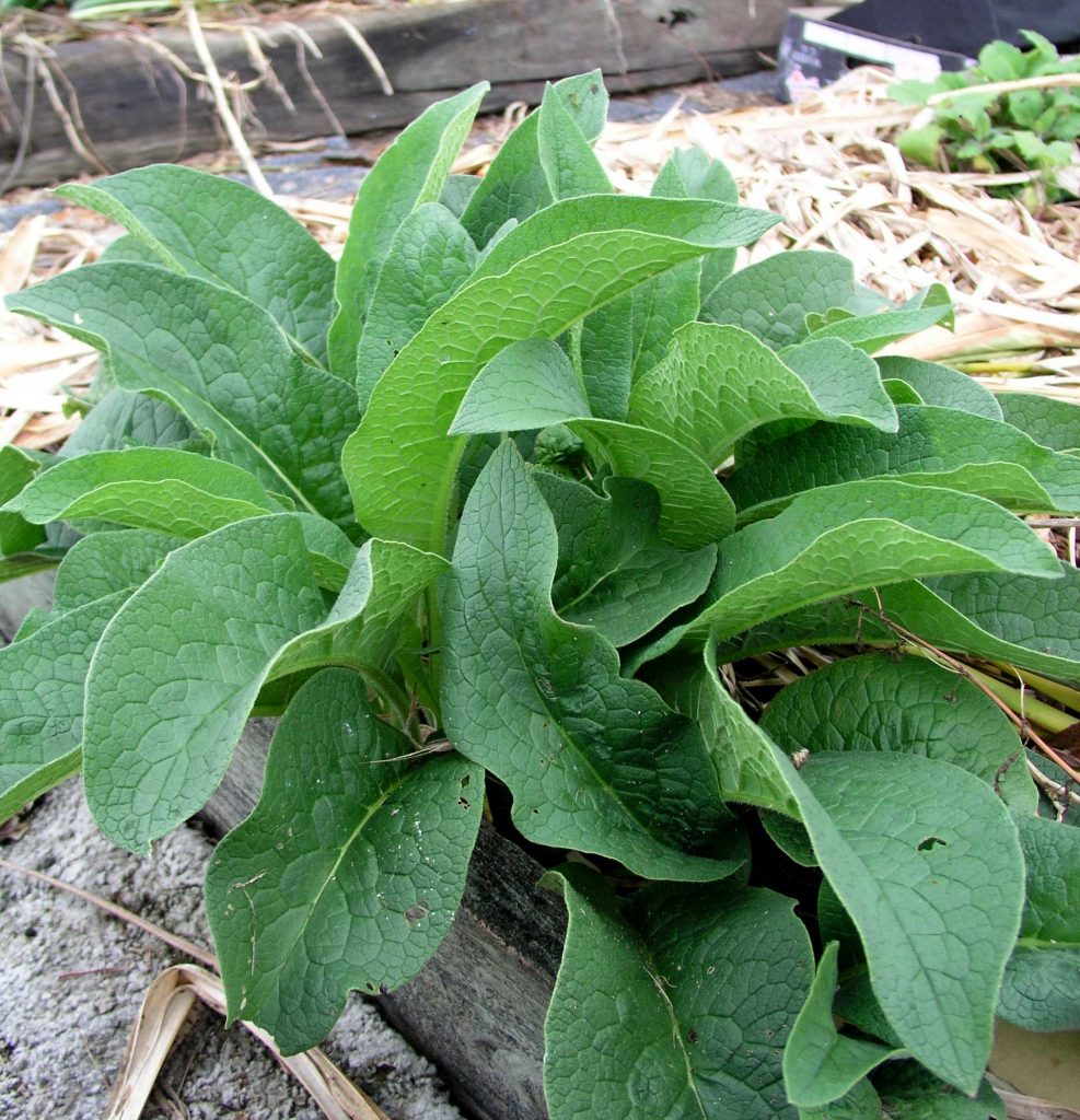 Comfrey Seedling