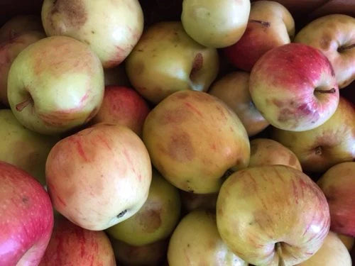 Apples - Juicing
