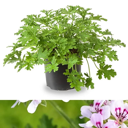 LEMON SCENTED GERANIUM
