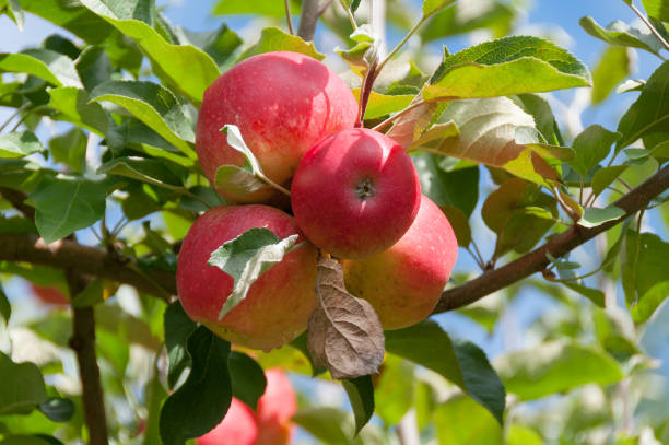 Apples - Gala