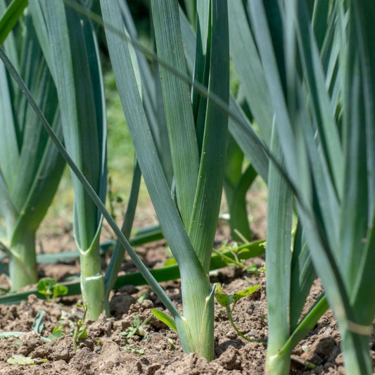 Leek Bunch