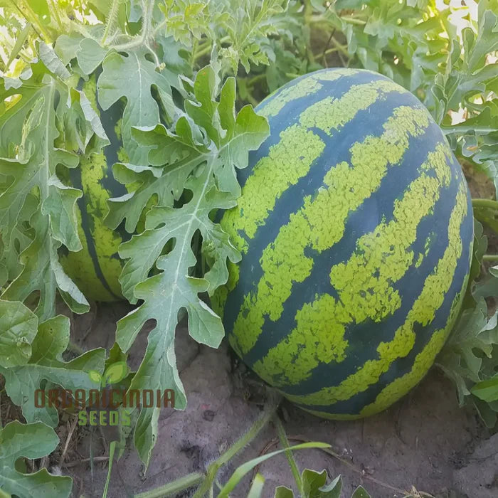 Watermelon seedless (LARGE SIZE)