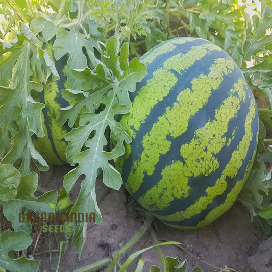 Watermelon seedless (LARGE SIZE)