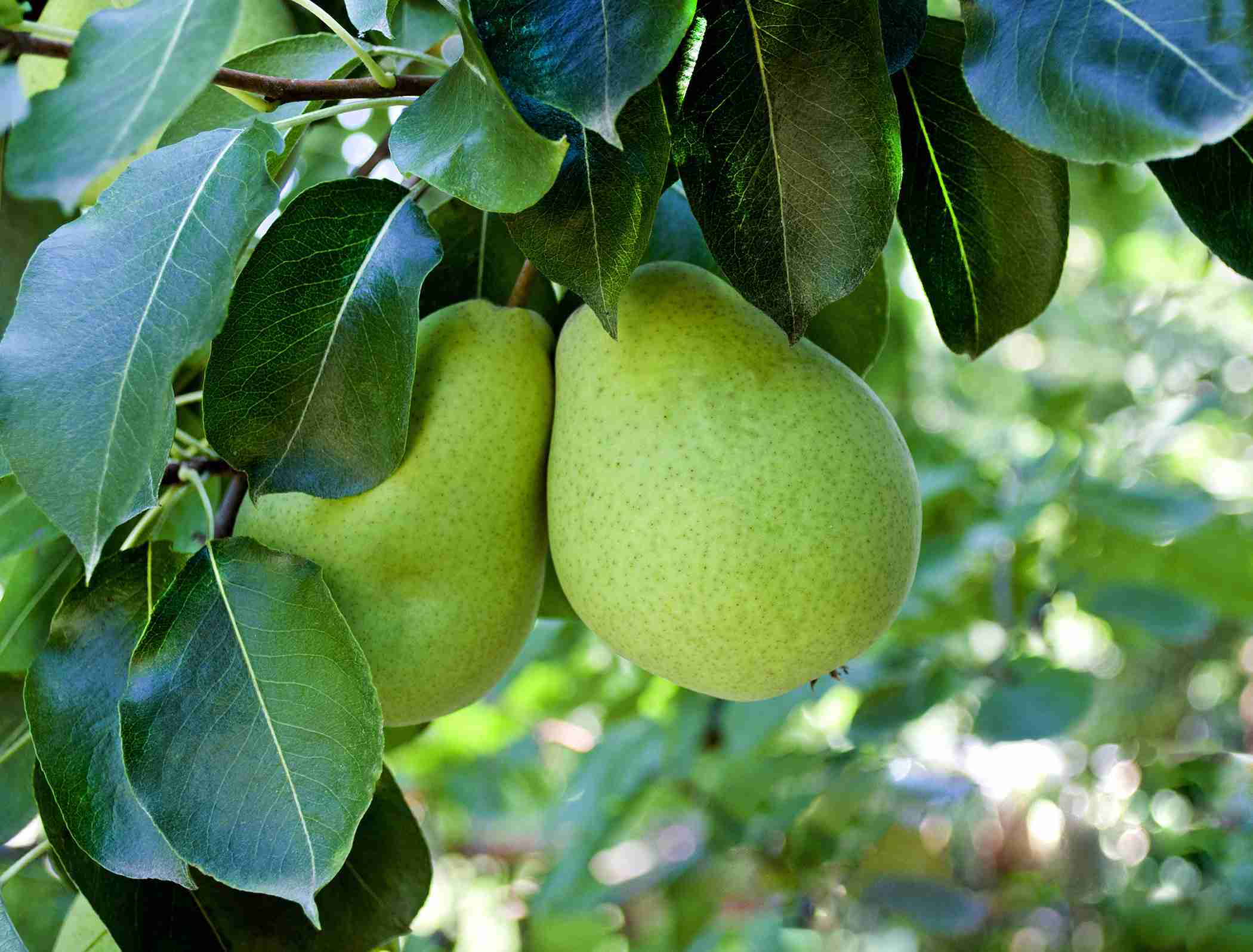 Pear Net Pears – Dielectric Organics