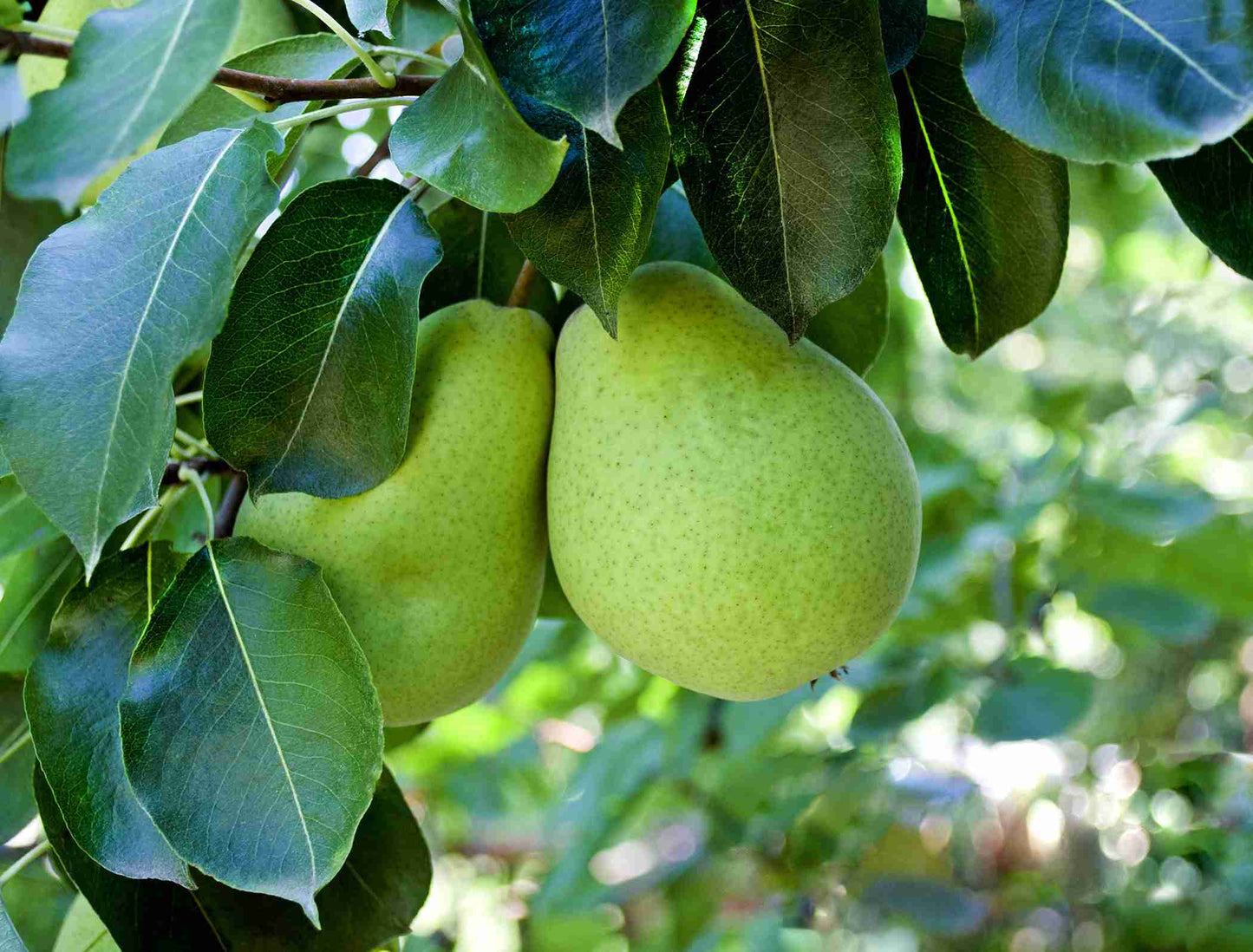 Pears