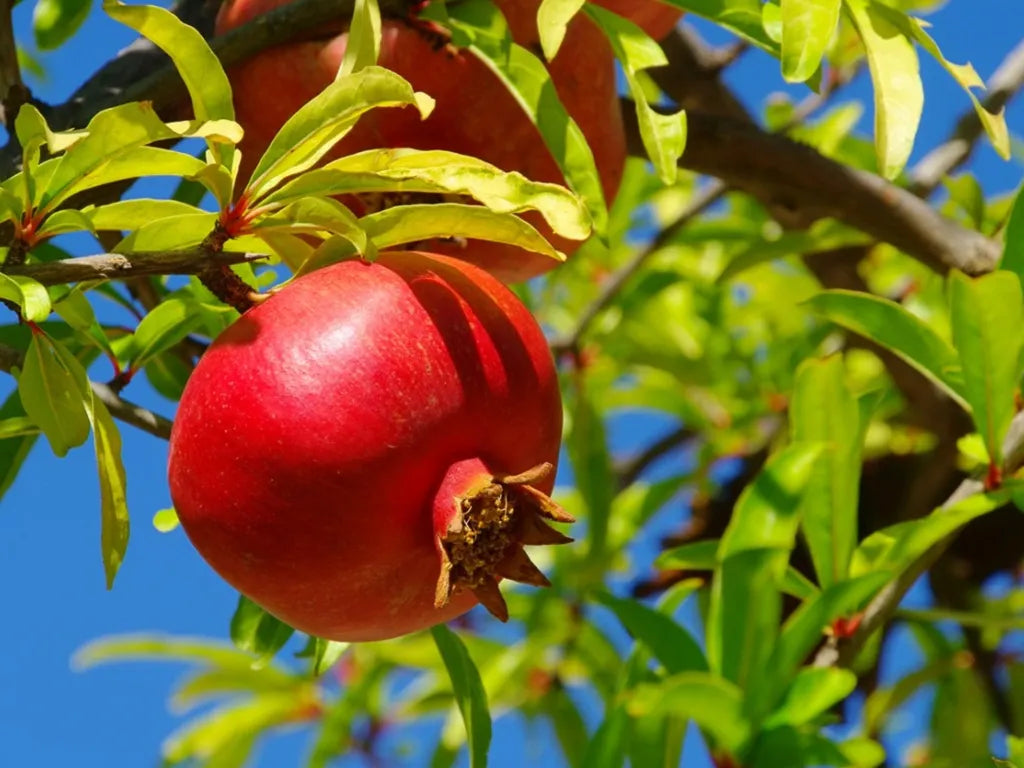 Pomegranate