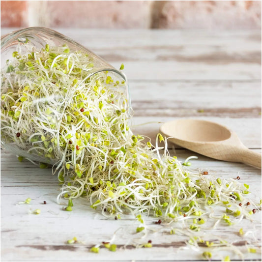 Sprouts - Broccoli