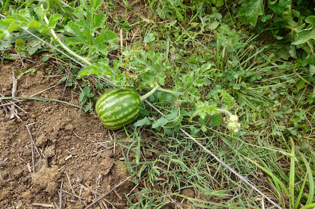 Watermelon-Seedless (MINI)