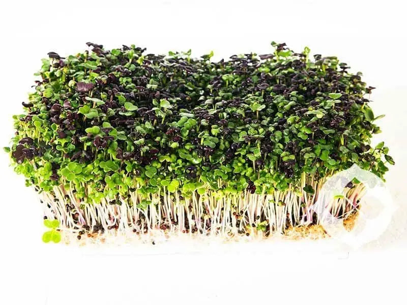 Sprouts - Salad Mix