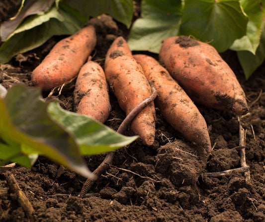Sweet Potato