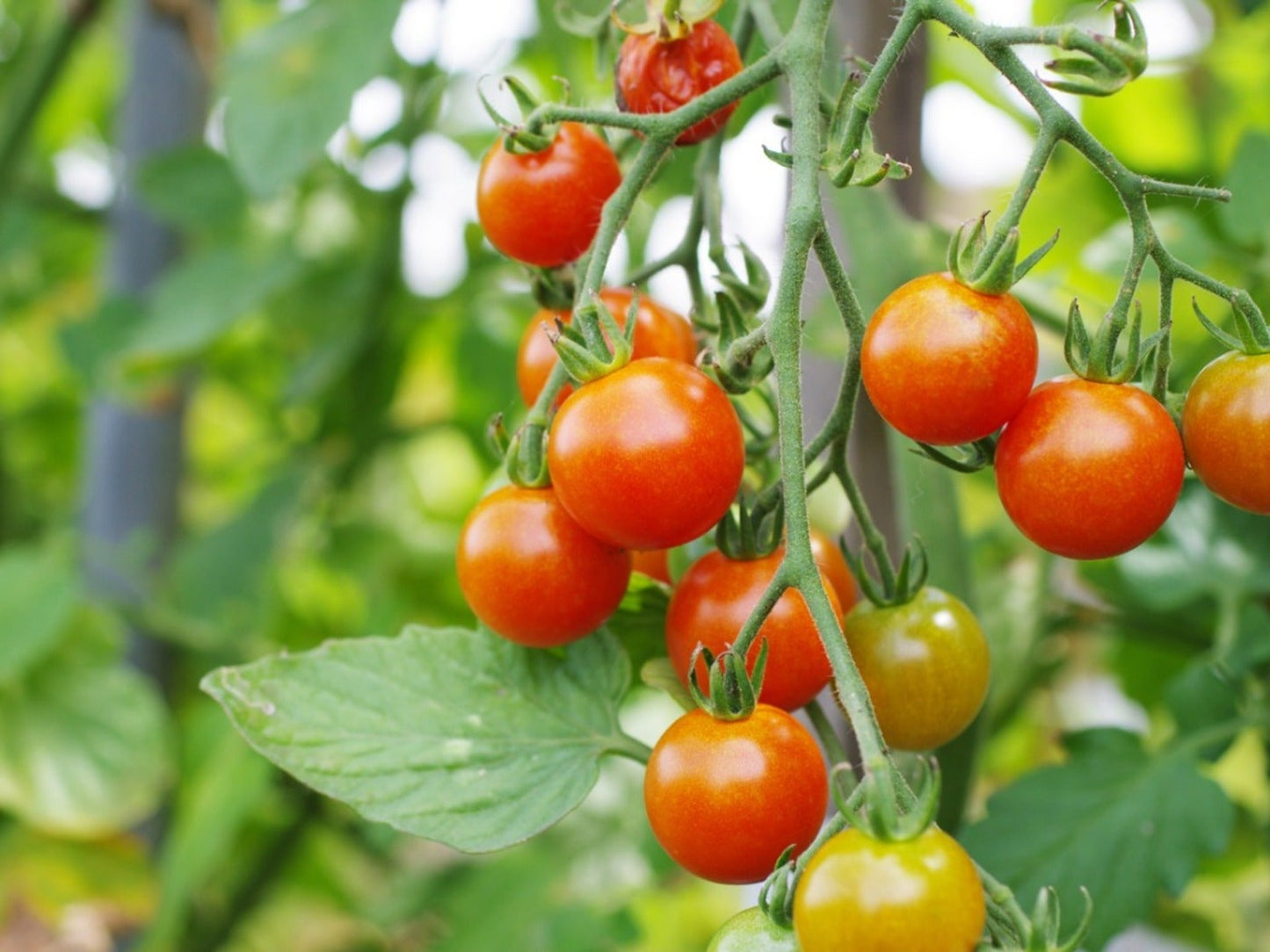 Tomato-Cherry Punnet