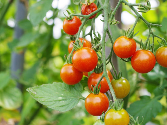 Tomato-Cherry Punnet